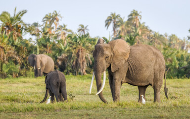 Obraz premium Elephant ( Loxodonta Africana) with calf, Amboseli National Park, Kenya.