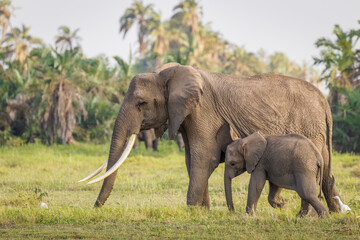 Naklejka na ściany i meble Elephant ( Loxodonta Africana) with calf, Amboseli National Park, Kenya.