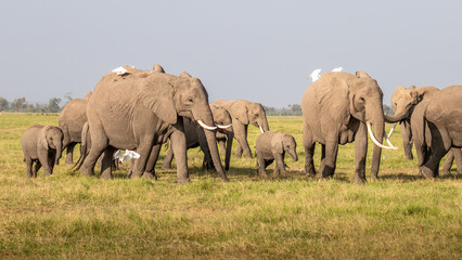 Herd of elephants walking across the foreground. Amboseli national park, Kenya.