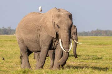 Fototapeta na wymiar A massive elephant walking across the foreground. Amboseli national park, Kenya.
