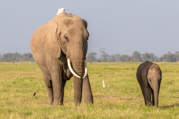 Fototapeta na wymiar Elephant ( Loxodonta Africana) with calf, Amboseli National Park, Kenya.