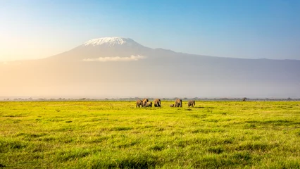 Wall murals Kilimanjaro Mount Kilimanjaro with a herd of elephants walking across the foreground. Amboseli national park, Kenya.