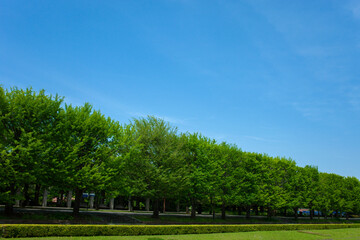 green trees background