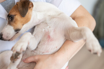 Veterinarian holding a jack russell terrier dog with dermatitis. 