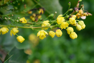 Small yellow flowers of a mahonia bush, blurred background.
