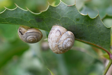 Two snails on a prickly green leaf of a mahonia bush.