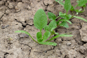 Green spinach is planted in the ground. A row of spinach leaves.