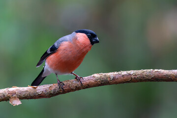 Male Bullfinch (Pyrrhula pyrrhula) on a branch in the forest of Noord Brabant in the Netherlands....