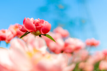 華やかなピンク色の花