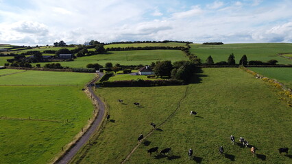 Fototapeta na wymiar A herd on a pasture, top view. Organic Irish farm. Cattle grazing on a grass field, landscape. Animal husbandry. Green grass field under blue sky