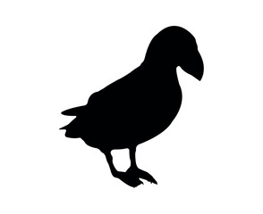 Vector flat puffin silhouette isolated on white background