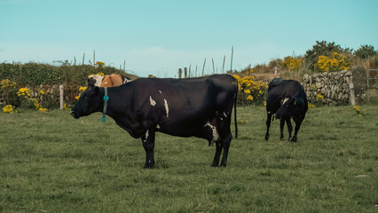A cows on a green field of a livestock farm in Ireland. Cattle grazing, cow on grass field.
