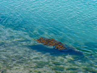 Obraz na płótnie Canvas Algae in clear sea water. High Angle View Of Seaweed In body of water
