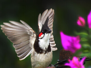 Red-whiskered Bulbul