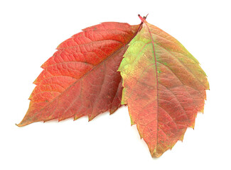 Red leaves of a plant on a white background
