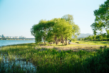 People under a small forest on the lawn on the river on a clear day
