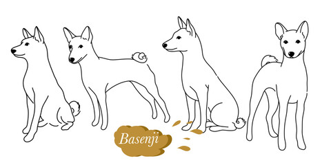doodle style hand drawn, Cute cool basenji puppy set. Collection of flat dog in various poses and actions. Vector illustration of domestic pet behavior
