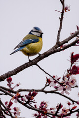 Blaumeise im Baum mit Blüten