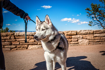 Siberian Husky and its owner at Grand. The dog is looking awesome and alert with the backdrop of blue sky and sunny canyon site.   © Asim