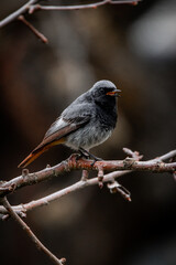 Rotschwänzchen (männlich) auf Baum
