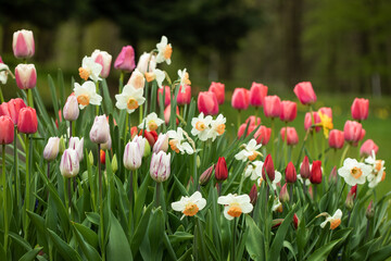 wiosenne kompozycje kwiatowe w ogrodzie, tulipany, narcyze, hiacynty, stokrotki 