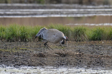 gray cranes in their natural environment.
