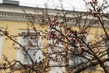 Branch of a blossoming tree with pink flowers in the city