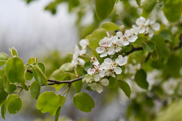 White flowers on a pear tree. a pear is blooming. Spring flower background