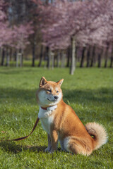 Shiba inu dog relaxing on the park during cherry blossom on sunny spring day.