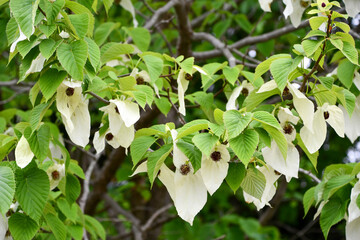 ハンカチノキ　Handkerchief tree