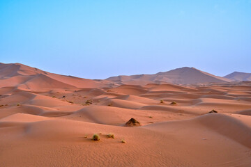 Fototapeta na wymiar A landscape shot of the sand dunes in the Sahara desert, Morocco, on a clear blue sky day. 
