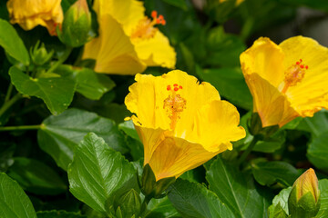 Close up of bright yellow flowers on a hibiscus bush
