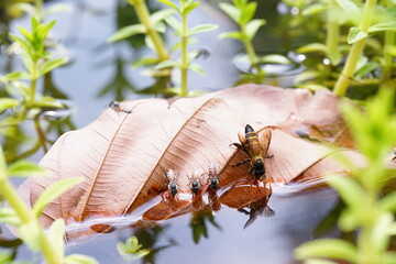 Anthophila drinking water on dry leaves.