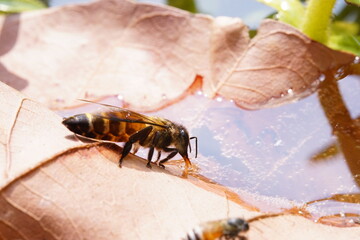 Anthophila drinking water on dry leaves.