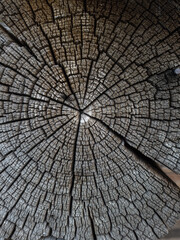 Wood texture on the wall of a wooden log house, close-up, wooden buildings on Kizhi Island, Karelia, northern Russia.
