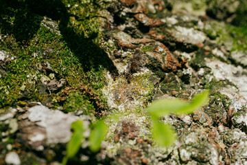 moss on a tree