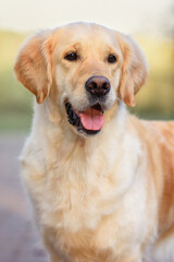 close-up portrait of a golden retriever dog in spring outdoors in a park sits on a path. walking the dog in the park