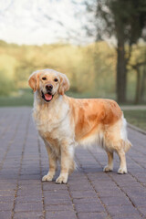 dog golden retriever in the spring in nature in the park