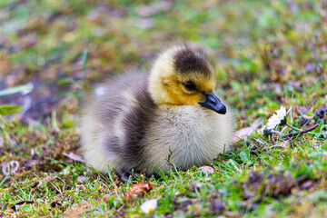 baby duck in the grass