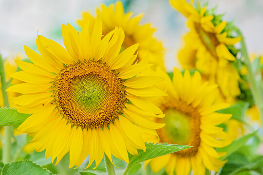 Beautiful sunflower on Blur background. Yellow Flowers. Sunflower blooming.