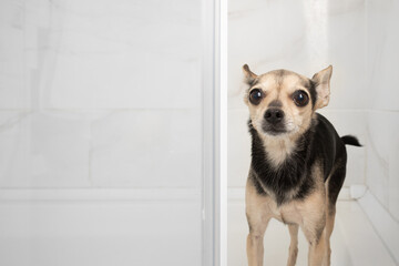 dog in the shower, washing paws for pets, toy terrier in the bathroom