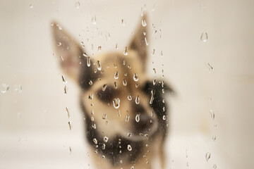 bathe a dog, a small toy terrier in the shower behind glass