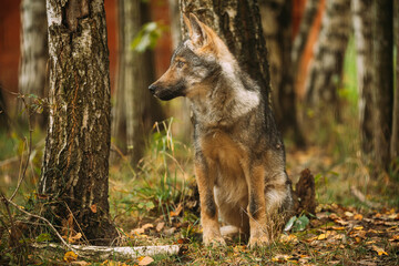 Belarus. Funny Curious Cub Wolf, Canis Lupus, Gray Wolf, Grey Wolf Sitting Outdoors In Autumn Day. Puppy Wolf Portrait.