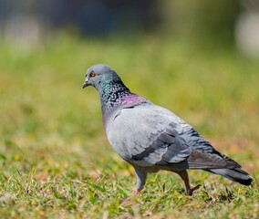 Pigeon en balade