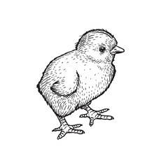 Hand drawn sketch style baby chicken. Farm newborn bird. Easter symbol in engraved style. Vector illustration.