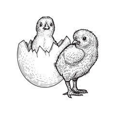 Hand drawn sketch style baby chick and egg. Farm newborn bird. Easter symbol in engraved style. Vector illustration. © Sketch Master