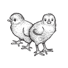 Hand drawn sketch style baby chicks. Farm newborn bird. Easter symbol in engraved style. Vector illustration.