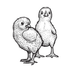 Hand drawn sketch style baby chicks. Farm newborn bird. Easter symbol in engraved style. Vector illustration.