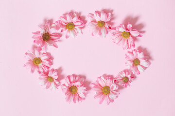 pink chrysanthemums on pink background  background