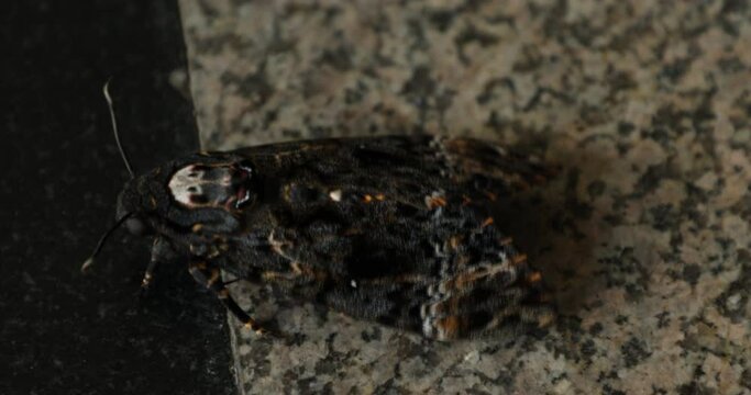 Butterfly Hawk Moth Death Head